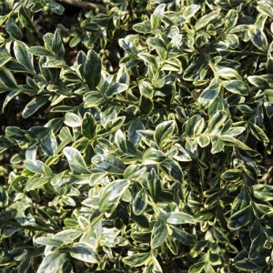 Cimisir variegat - Buxus sempervirens 'Aureo-variegata' 