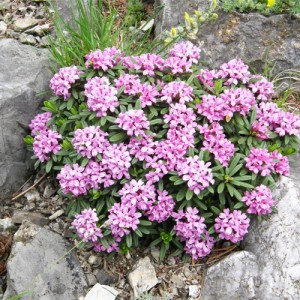 Tămâiţă de munte cu flori roz - Daphne cneorum