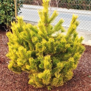 Pin pitic galben (Pinus mugo 'Golden Glow')