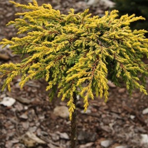 Ienupăr orizontal galben (Juniperus communis "Goldschatz")