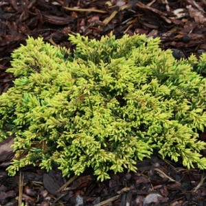 Ienupăr orizontal galben (Juniperus communis "Goldschatz")