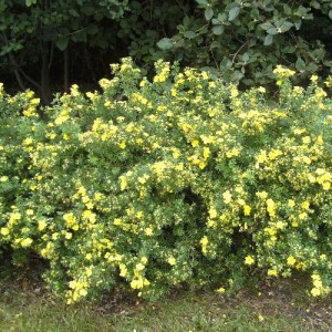 Potentilla cu flori galbene (Potentilla fruticosa 'Goldteppich')