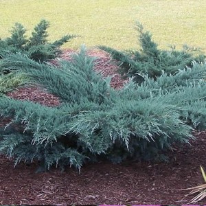 Ienupăr târâtor albastru cenușiu - Juniperus virginiana ("Grey Owl")