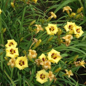 Crin de vară pitic cu flori galbene și inel roșu (Hemerocallis 'Little Bumble Bee')