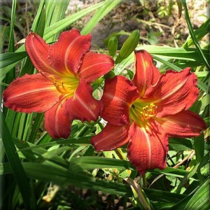 Crin de vară cu flori roșiatice (Hemerocallis 'Red Rum')
