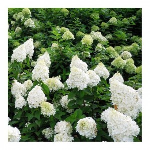 Hortensie cu flori albe (Hydrangea paniculata ("Polar Bear")