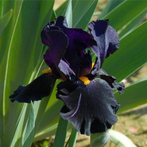 Iris cu flori negru spre mov (Iris germanica 'Black Knight')