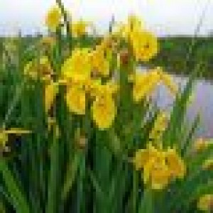 Iris cu flori galbene (Iris germanica 'Saint Crispin')