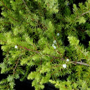 Ienupăr verde (Juniperus conferta "Schlager")