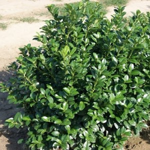 Laur veșnic verde 80-100 cm (Prunus laurocerasus 'Ani')