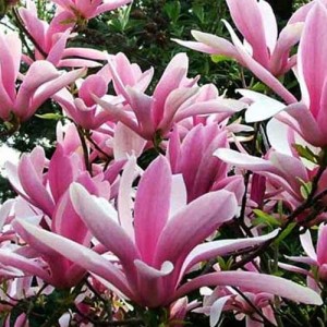 Magnolia cu flori roz (Magnolia "Betty")