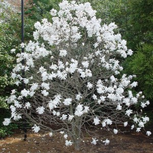 Magnolia stelată cu flori albe (Magnolia stellata 'Royal Star')