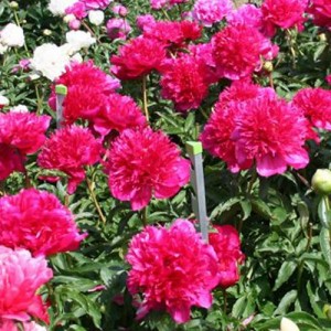 Bujor roz spre roșiatic (Paeonia 'Many Happy Returns')