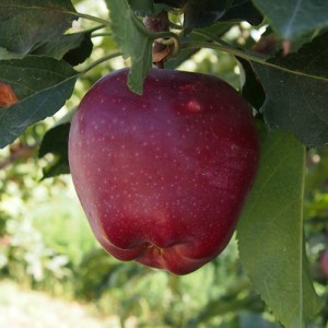Măr de iarnă "Starkrimson" MM106