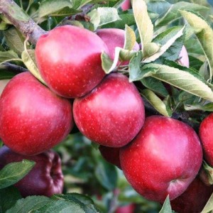 Măr de toamnă-iarnă "Florina" MM106