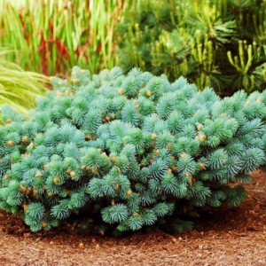 Molid pitic compact - Picea pungens 'Sonia'