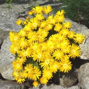 Floare de cristal galbenă (Delosperma congestum 'Gold Nugget')