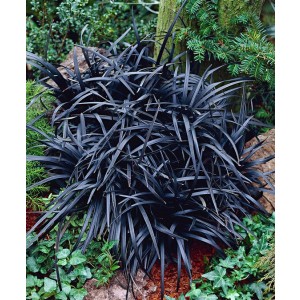 Iarbă ornamentală neagră (Ophiopogon planiscapus 'Niger')