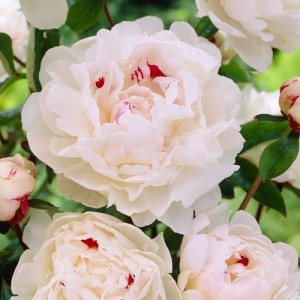 Bujor chinezesc cu flori de culoare albă (Paeonia lactiflora 'Festiva Maxima')