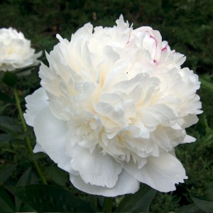 Bujor chinezesc cu florile albe (Paeonia lactiflora 'White Sarah Bernhardt')