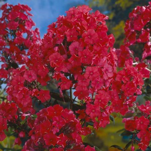 Brumărele înalte cu flori roșii (Phlox paniculata 'Starfire')