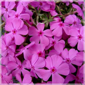Brumărele târâtoare cu flori mari roz (Phlox subulata 'McDaniel's Cushion') 