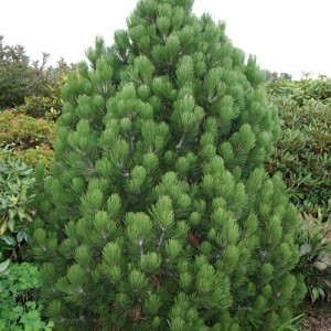 Pin pitic (Pinus leucodermis 'Compact')