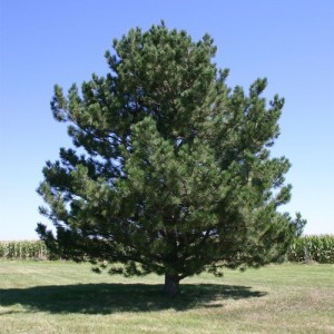 Pin negru (Pinus nigra)