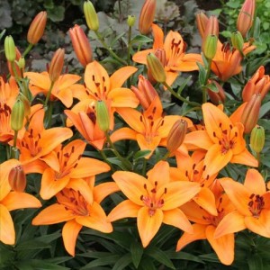 Crini imperiali portocalii - Lilium "Abbeville's Pride"