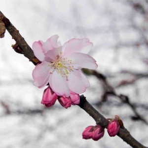 Cireș japonez de toamnă (Prunus × subhirtella 'Autumnalis Rosea')