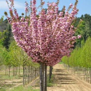 Cireș japonez (Prunus serrulata Kanzan)