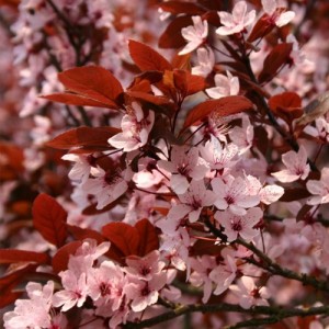 Cireș japonez roșu (Prunus cerasifera "Nigra")