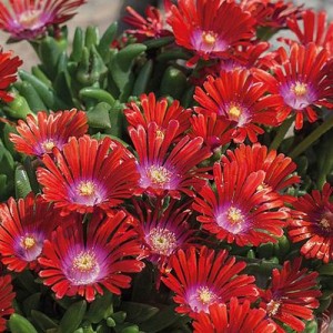 Floare de cristal roșie (Delosperma 'Sundella Red')