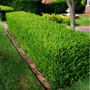 Cimișor verde ("Buxus sempervirens")