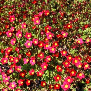 Saxifraga cu flori roz spre roșiatic (Saxifraga x arendsii 'Peter Pan')