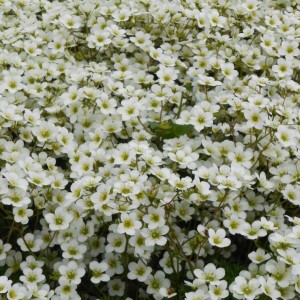 Saxifraga cu flori albe (Saxifraga x arendsii 'Adebar')