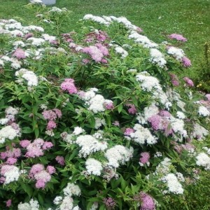 Cununița cu flori roz/alb - (Spiraea japonica "Shirobana")