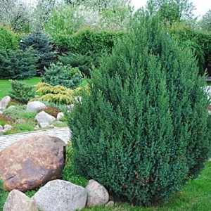 Ienupăr chinezesc pitic (Juniperus chinensis „Stricta”)