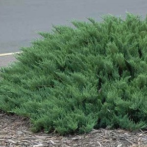 Ienupăr târâtor verde albăstrui - Juniperus sabina "Tamariscifolia"