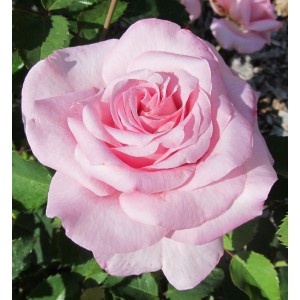 Trandafir roz "Belinda's Dreams"