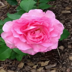 Trandafir roz-alb "Beverly"