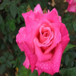 Trandafir roz închis "Criterion"