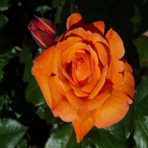 Trandafir galben-portocaliu "Doris Tysterman"
