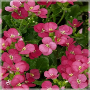 Floare de gâscăriță roz spre mov (Arabis caucasica 'Little Treasure Deep Rose')