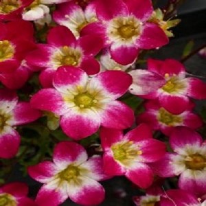 Saxifraga cu flori roșiatice (Saxifraga x arendsii 'Marto Picotee Red')