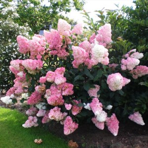 Hortensia cu flori albe spre roz (Hydrangea paniculata "Vanille Fraise")