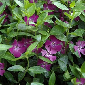 Saschiu cu flori purpurii (Vinca minor 'Atropurpurea') 