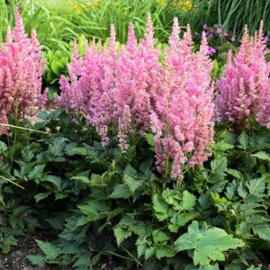 Astilbe cu flori roz (Astilbe chinensis 'Vision in Pink')