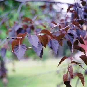 Mesteacăn roșu (Betula 'Crimson Frost')