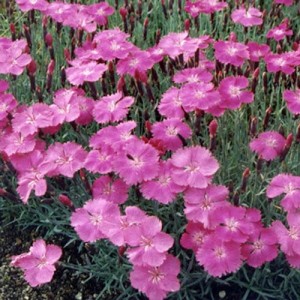 Garofițe cu flori mov spre roz (Dianthus plumarius 'Warden Hybrid')